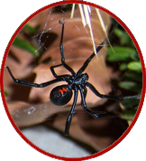 northern black widow spider