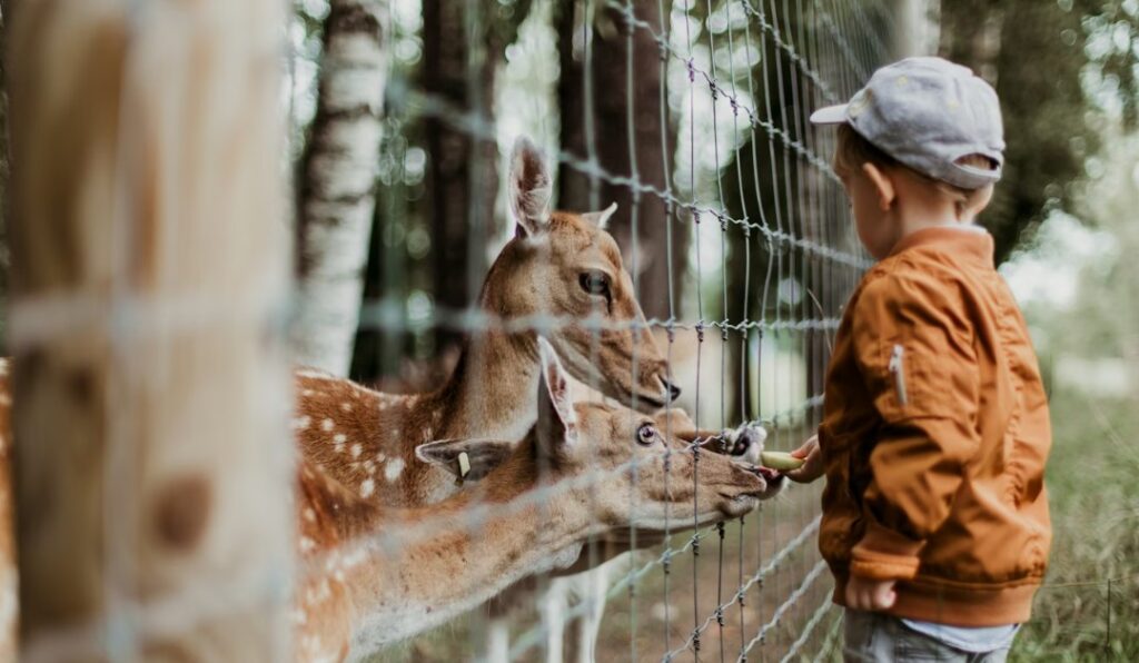 kid feeding fawns at petting zoo