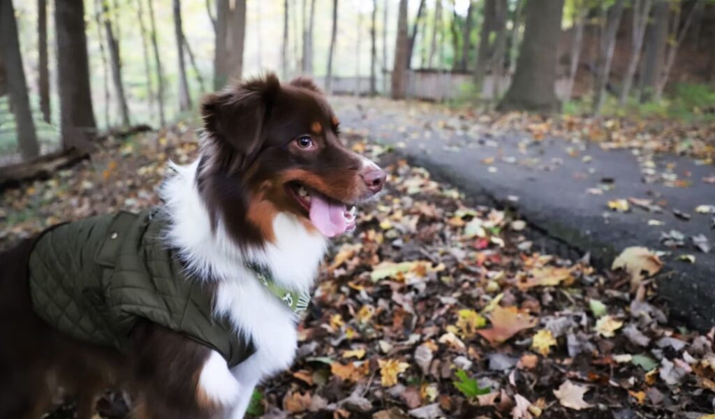 muskegon state park trail with dog