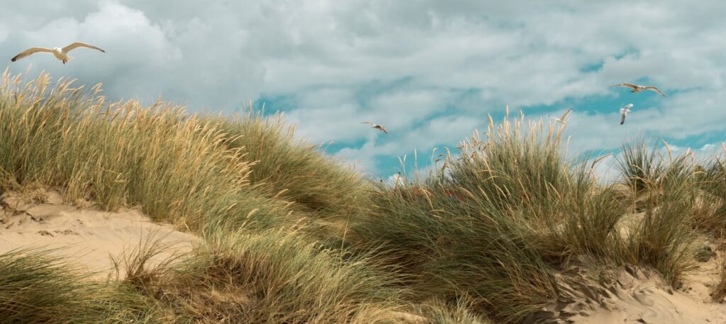 pj hoffmaster state park dunes